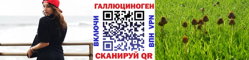Галлюциногенные грибы Cubensis Беслан